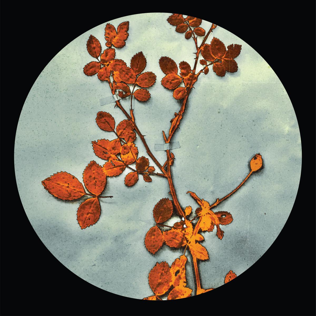 Jorge Gamarra & D’Marc Cantu - The Bramble E.P 
